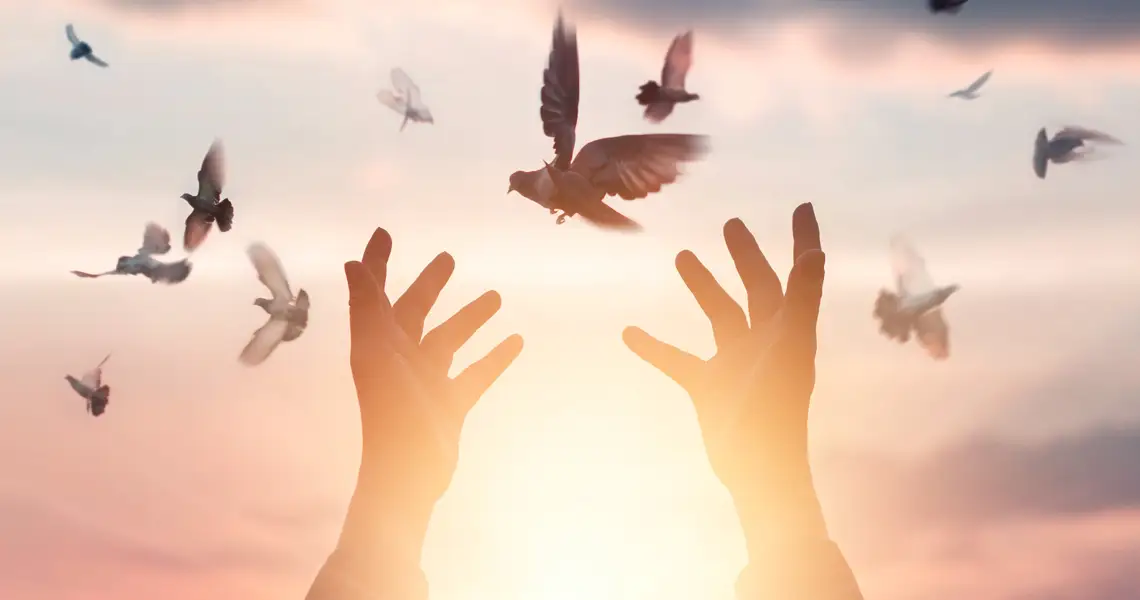 palomas volando en libertad